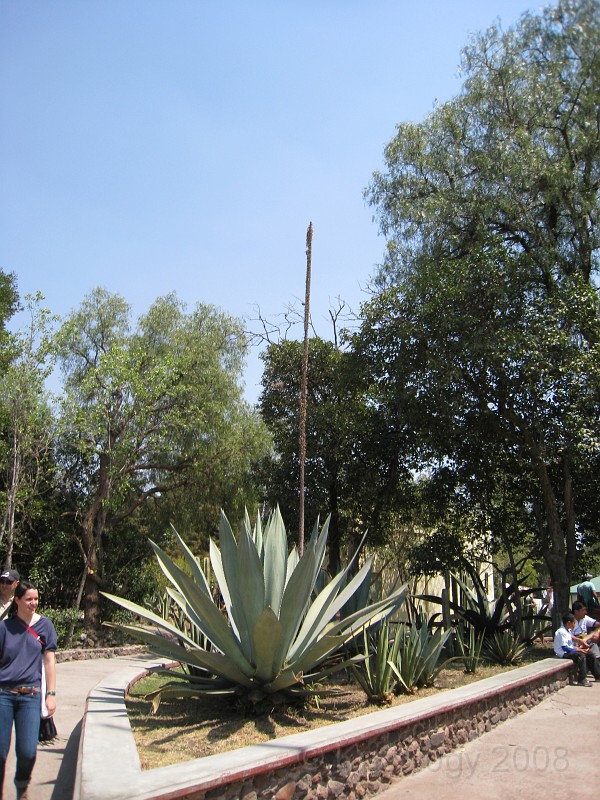 Mexico Pyramids - Mexico City 2009 1020.jpg - A trip to the Teotihuacan area of Mexico to visit the pyramids. A vast complex and a great climb to the top. This was followed by lunch in a cave, then a visit to the historical center of Mexico City. March 2009.